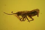 Two Fossil Springtails & A Fly In Baltic Amber #48254-1